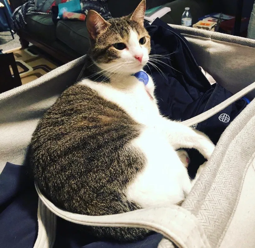 Lost cat in Haslet, TX, 76052
