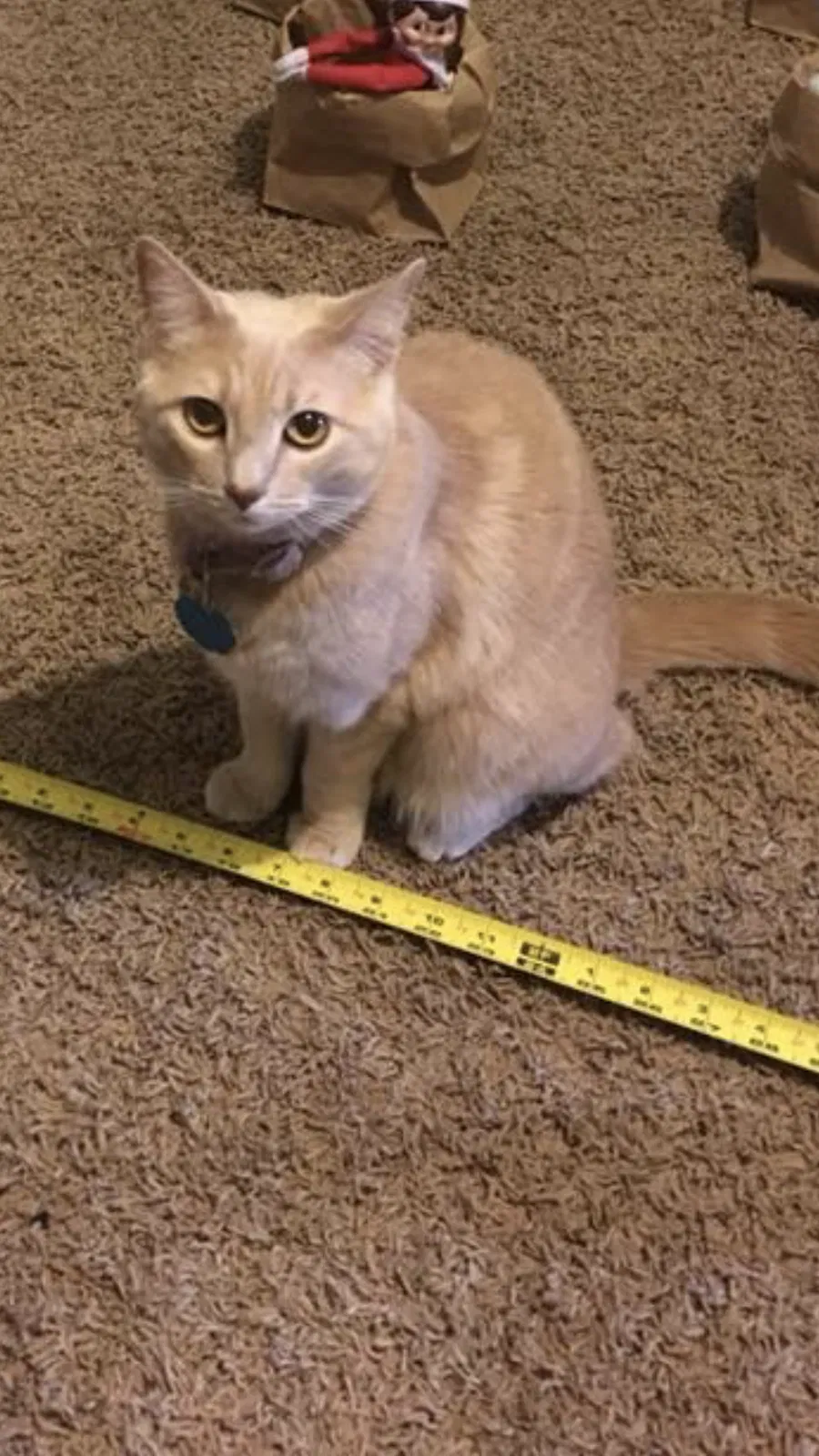 Lost cat in Oklahoma City, OK, 73160
