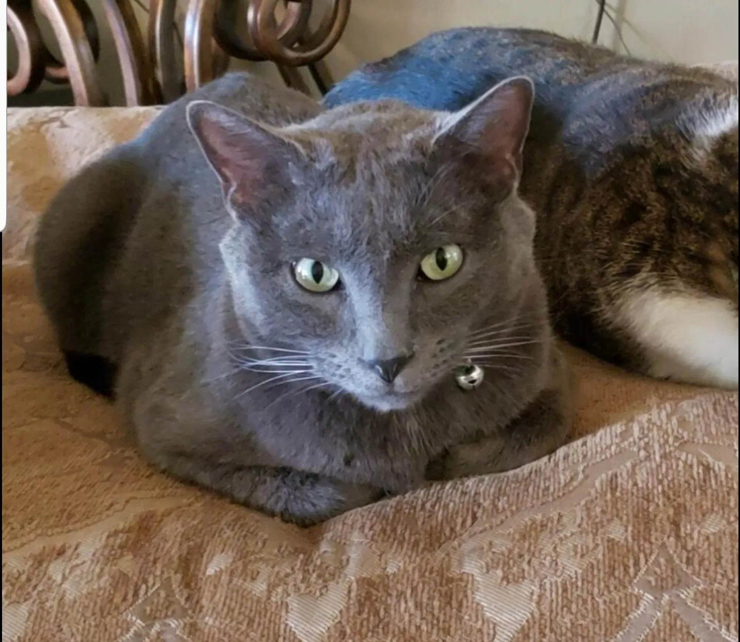 Lost cat in Edmond, OK, 73013