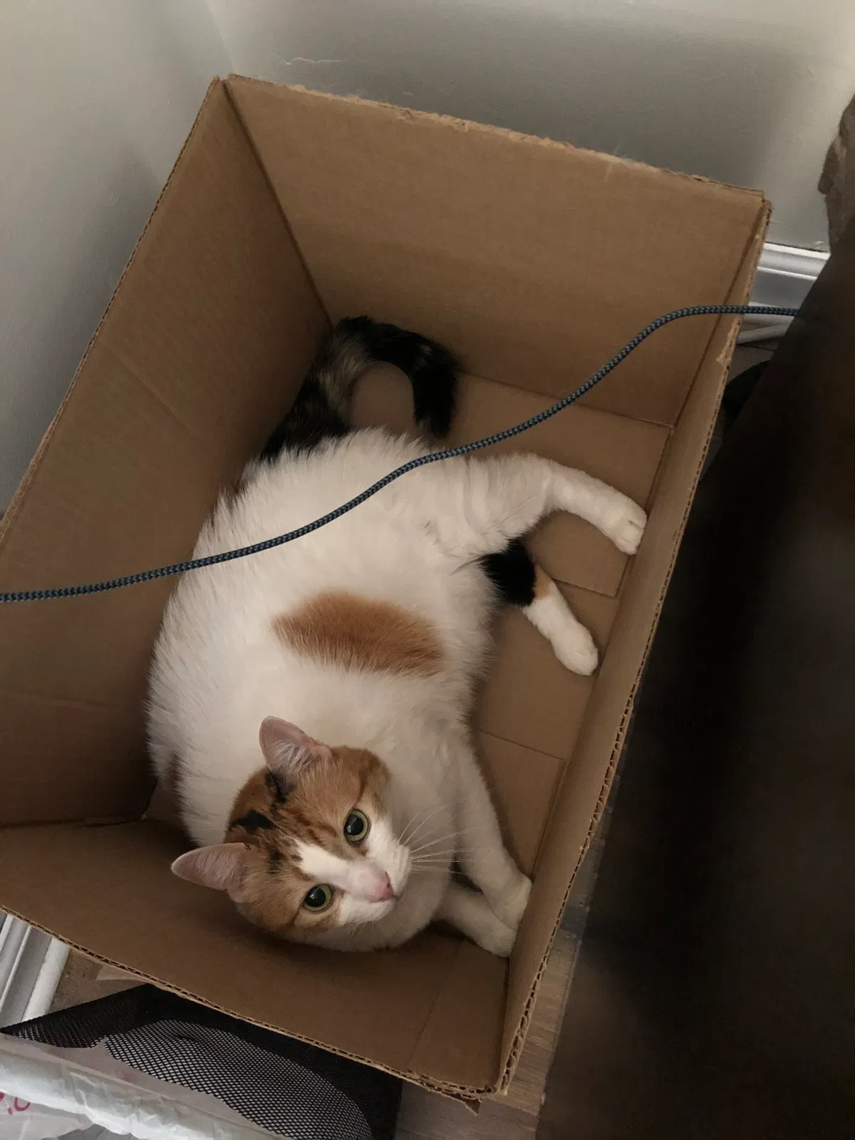 Lost cat in Mechanicsville, VA, 23111