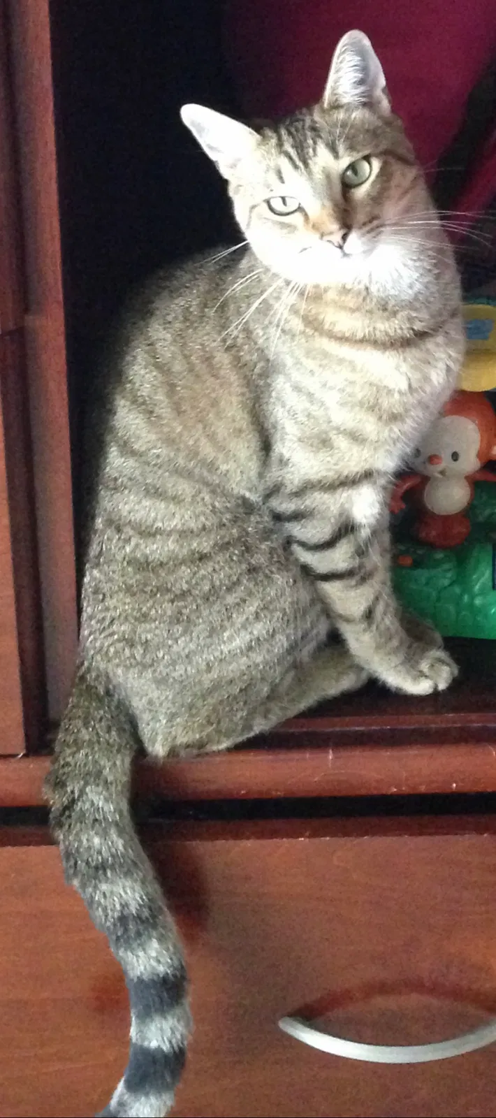 Lost cat in Indialantic, FL, 32903