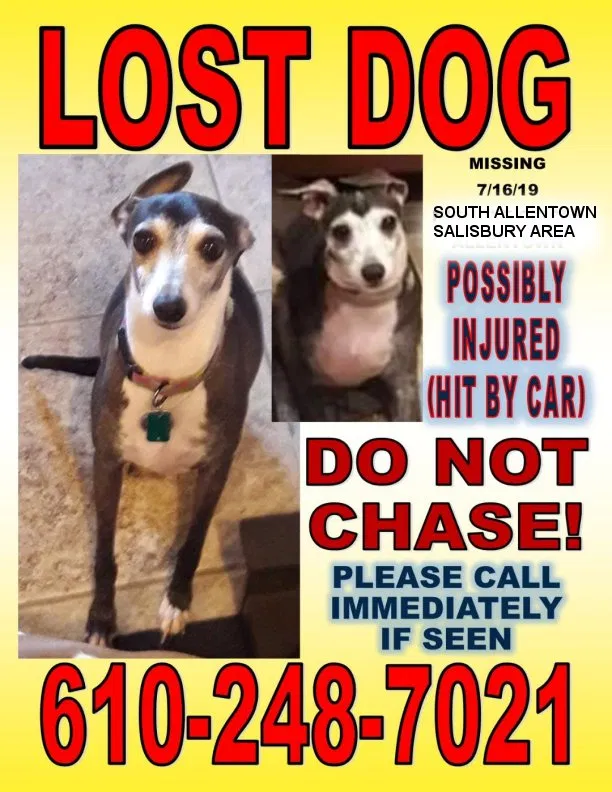 Lost dog in Allentown, PA, 18103