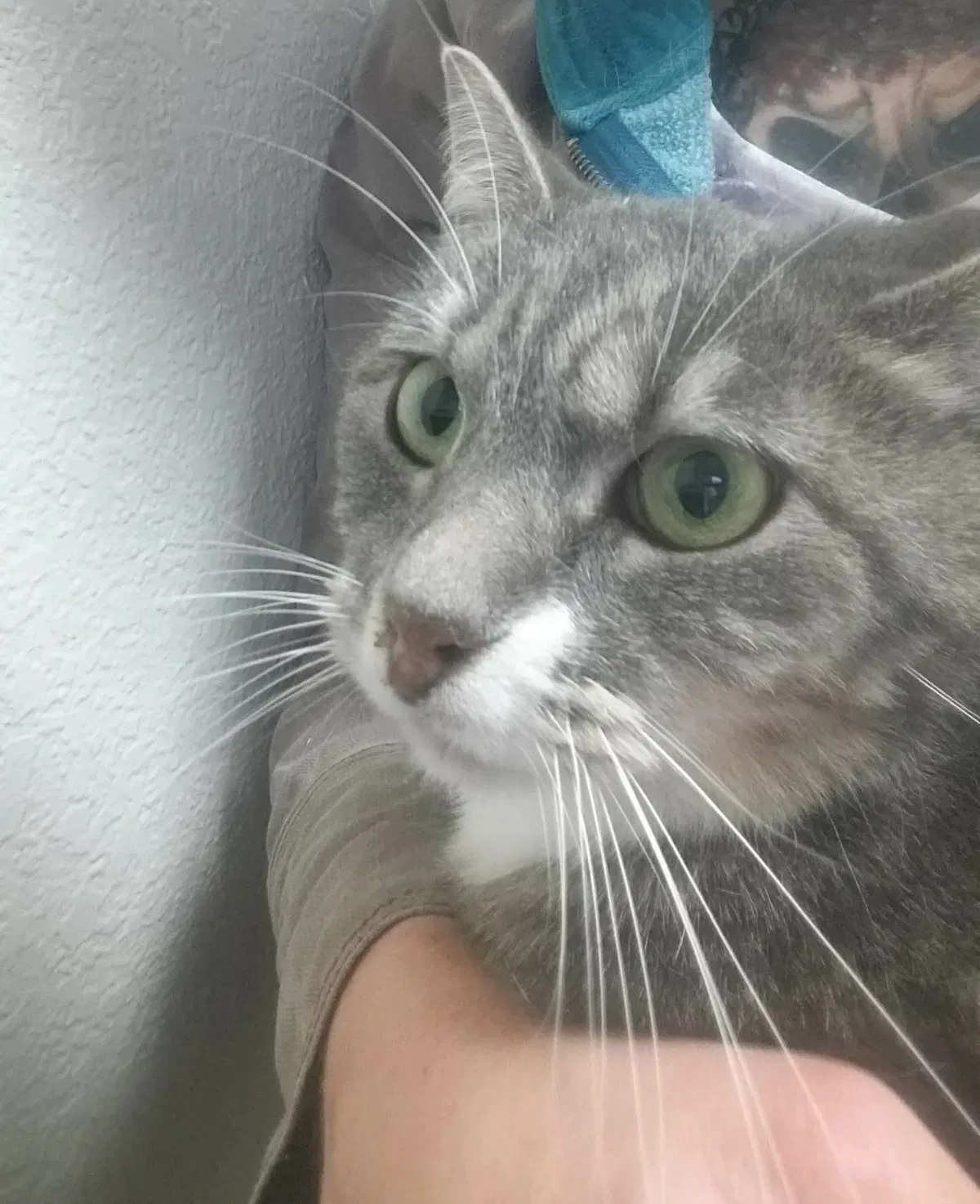 Lost cat in Benton City, WA, 99320
