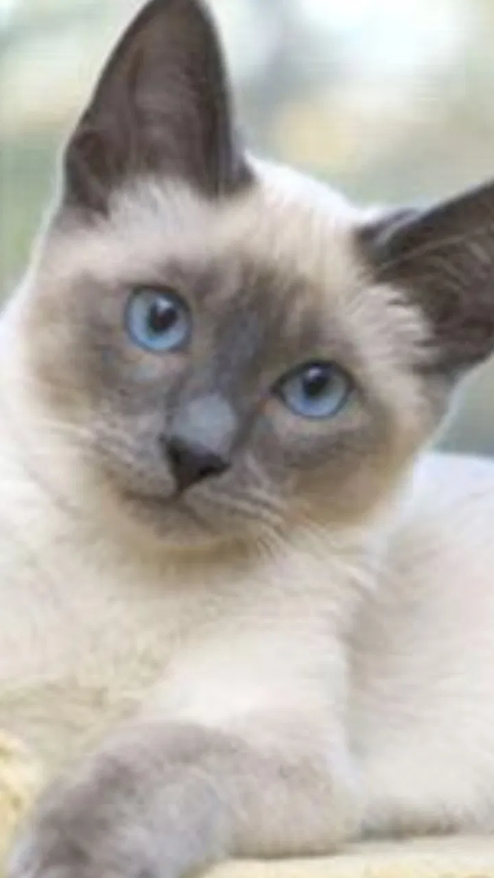 Lost cat in Knoxville, TN, 37931