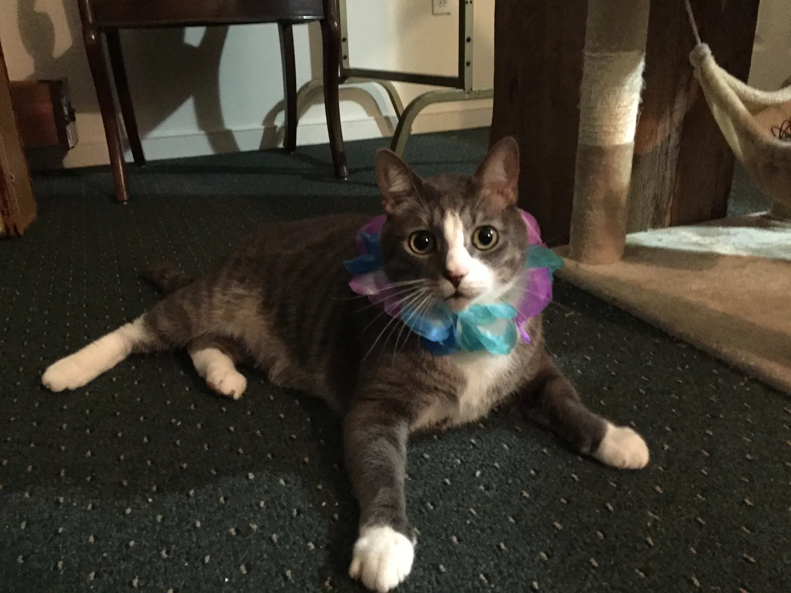 Lost cat in Henrico, VA, 23231
