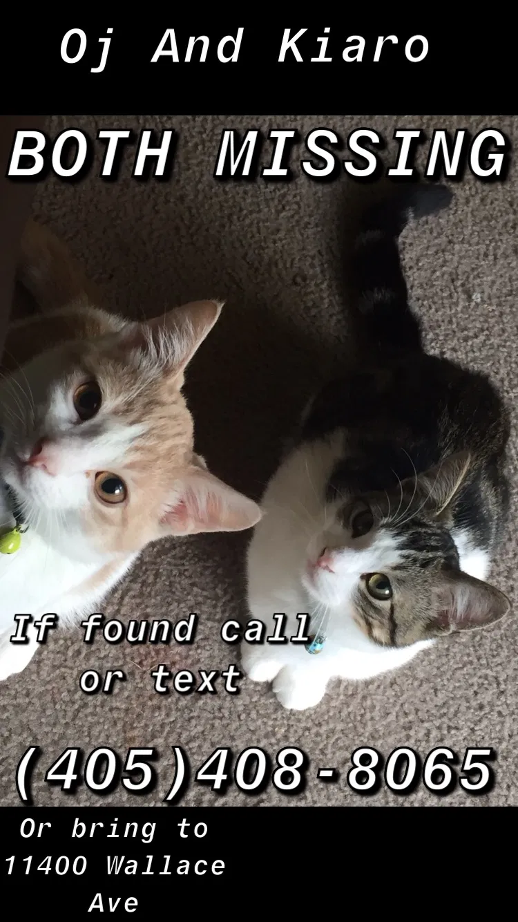 Lost cat in Oklahoma City, OK, 73162