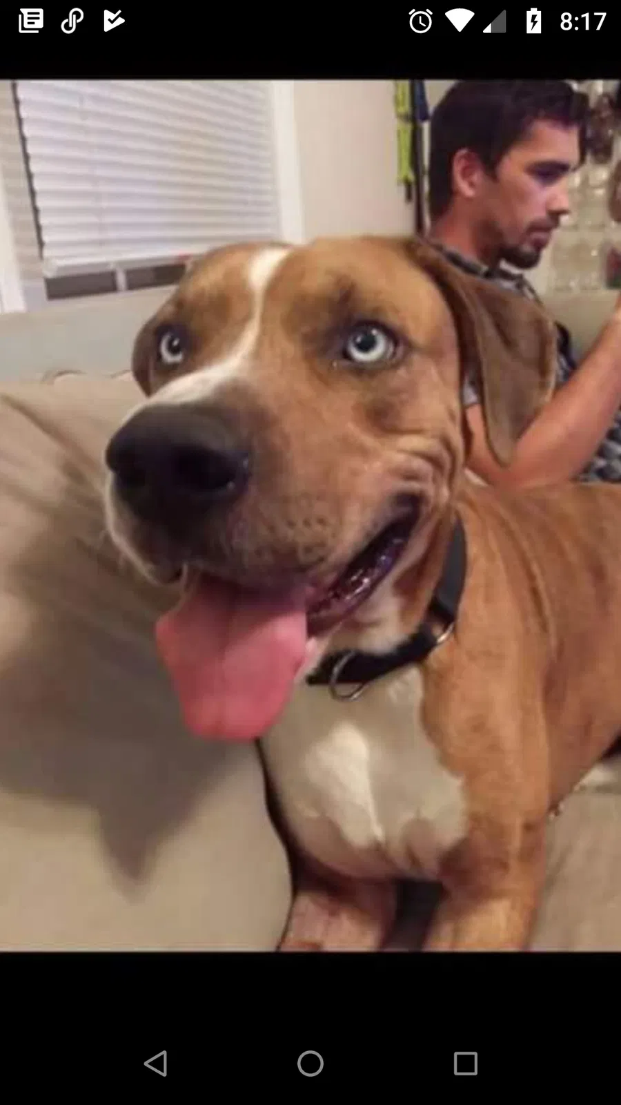 Lost dog in Wewahitchka, FL, 32465