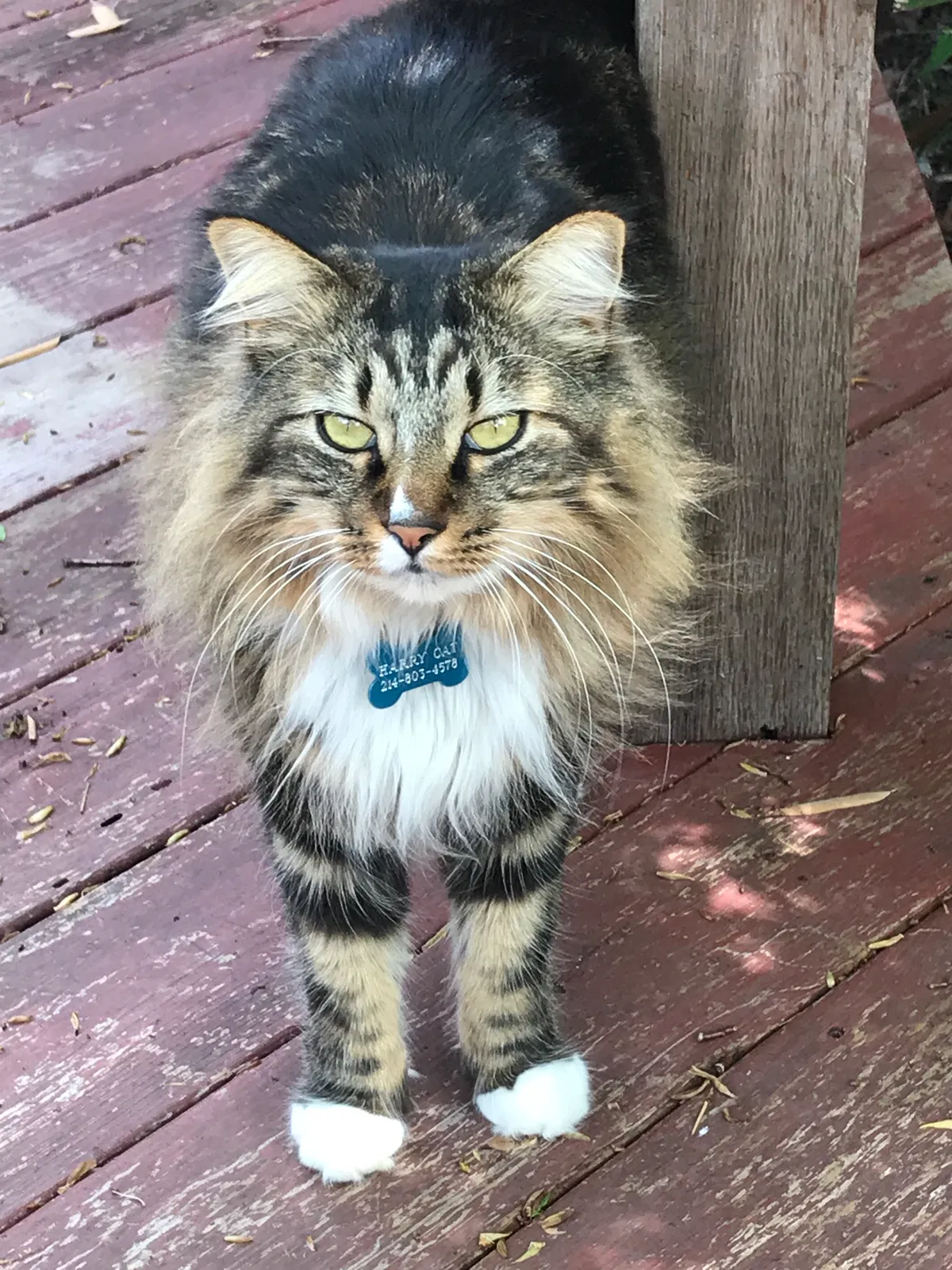 Lost cat in Dallas, TX, 75214