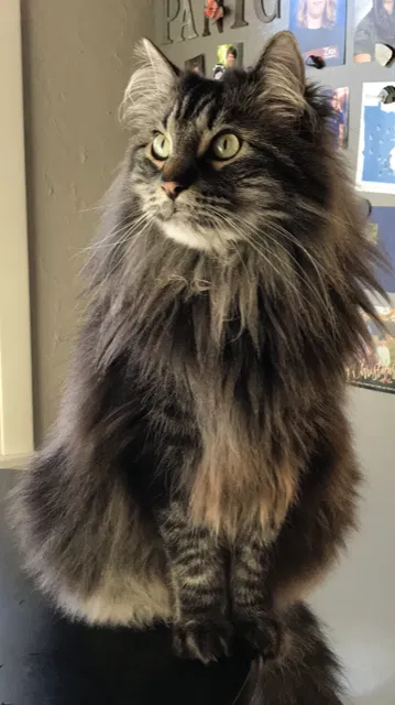 Lost cat in Minnetonka, MN, 55345