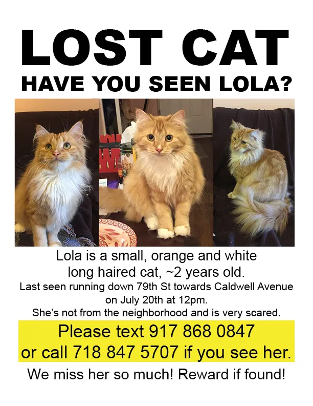 Lost cat in Middle Village, NY, 11379