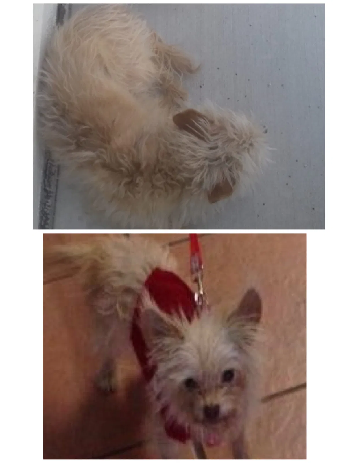 Lost dog in Tucson, AZ, 85706