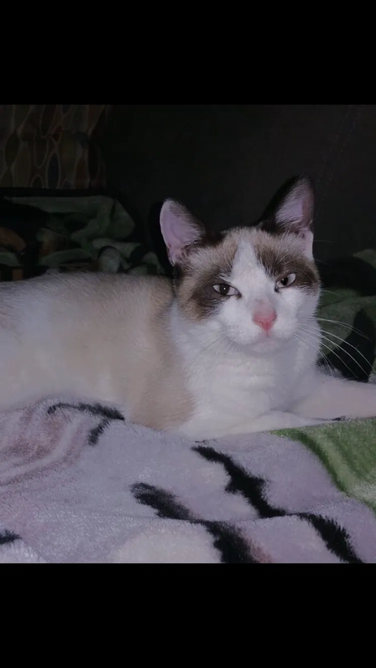 Lost cat in Grandview, MO, 64030
