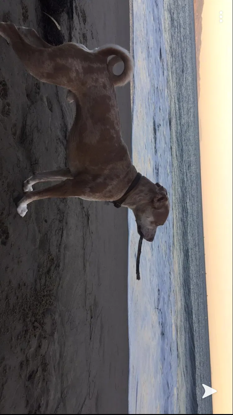 Lost dog in Santa Barbara, CA, 93101