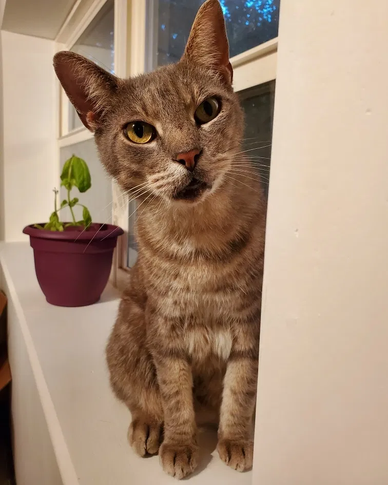 Lost cat in Chattanooga, TN, 37415