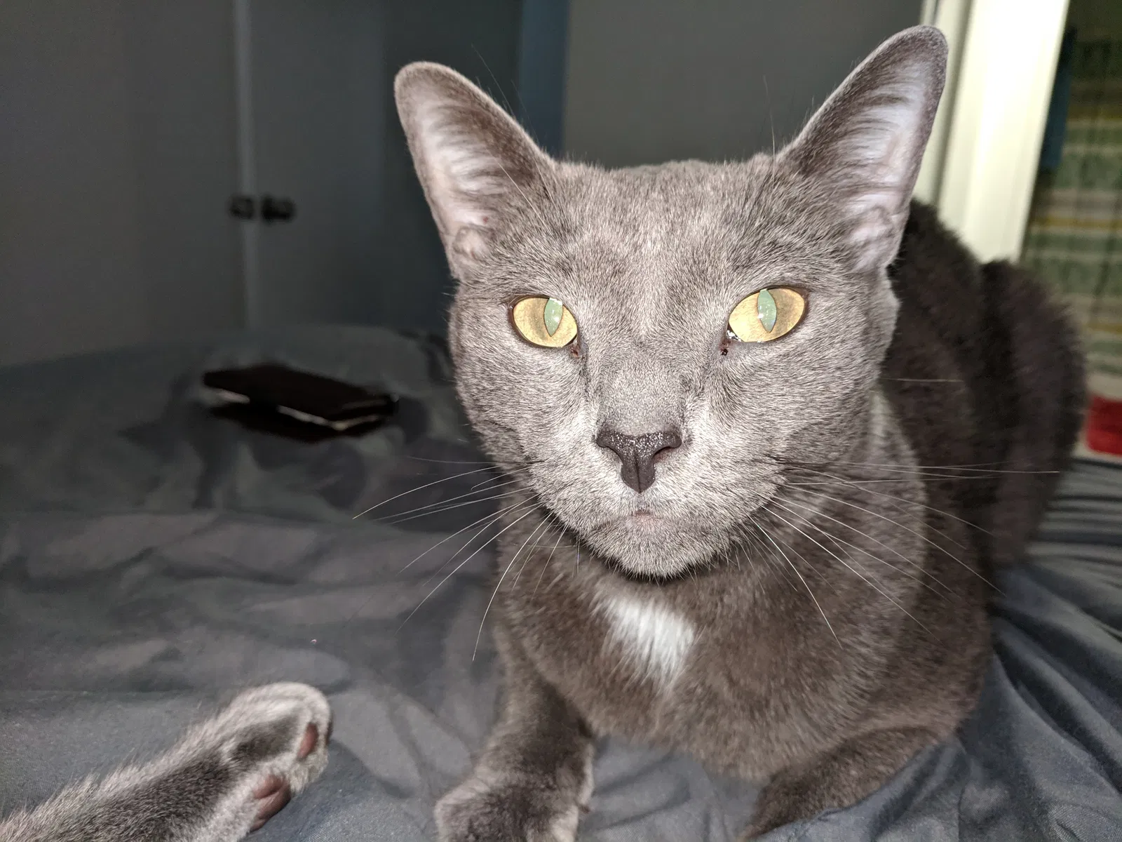 Lost cat in Mililani, HI, 96789