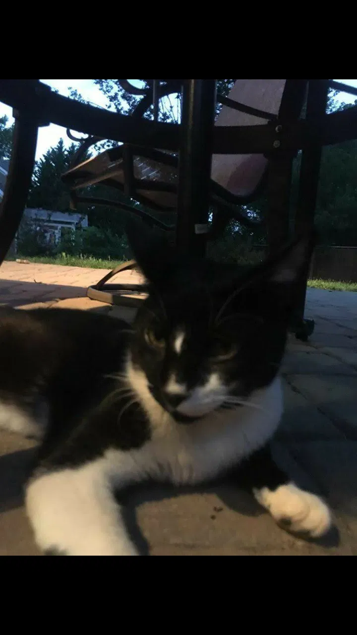 Found cat in Kennesaw, GA, 30152