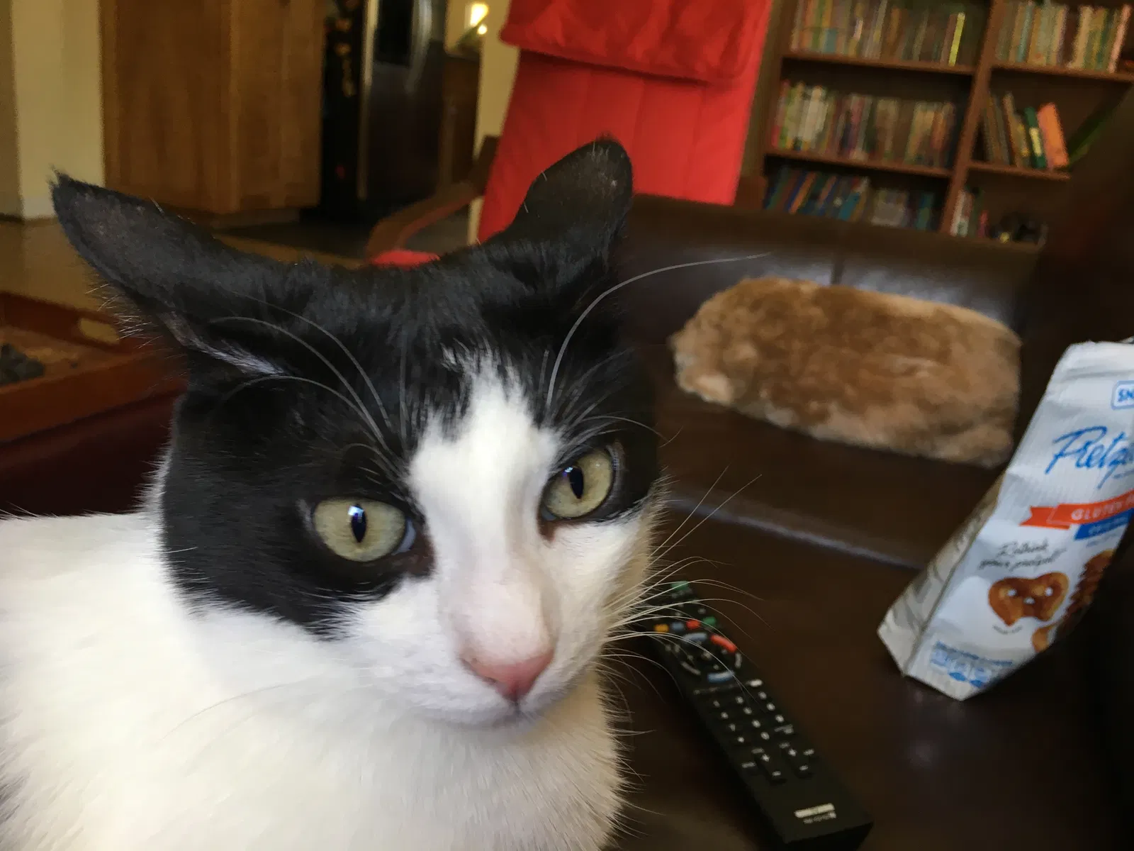 Lost cat in Woodland, CA, 95776