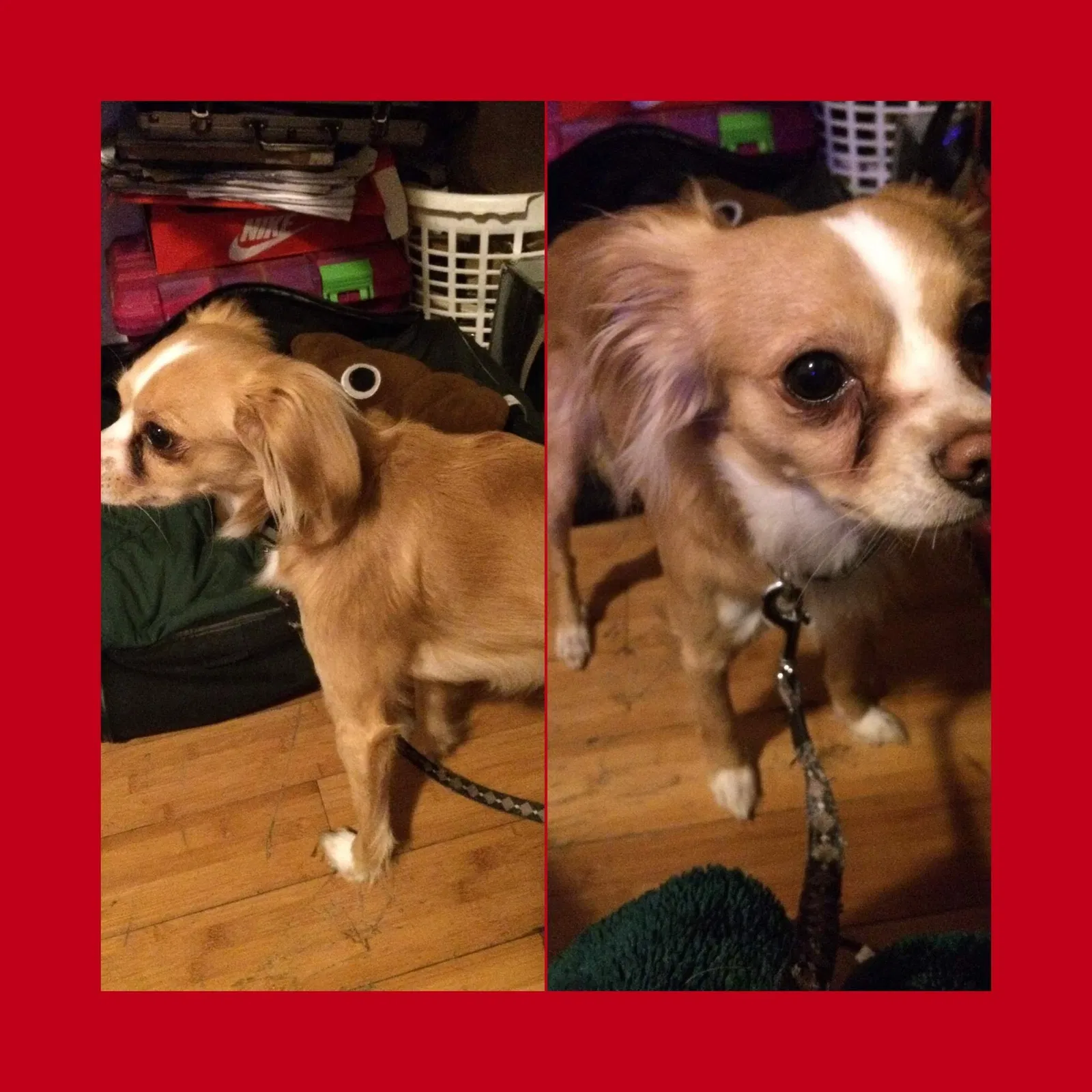 Lost dog in Unknown, CA, 92848