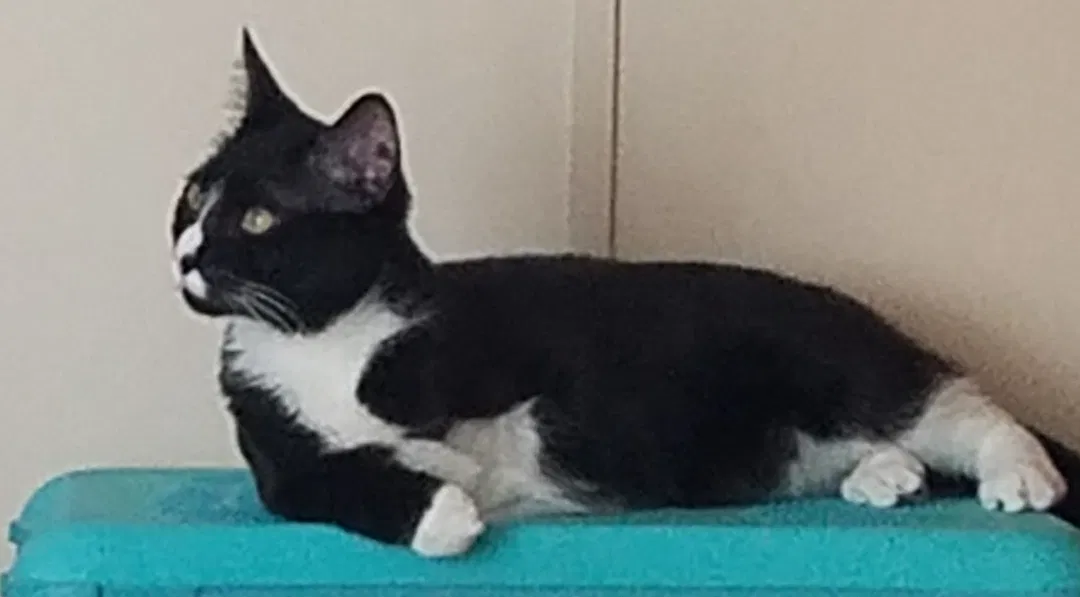 Lost cat in Newport, TN, 37821