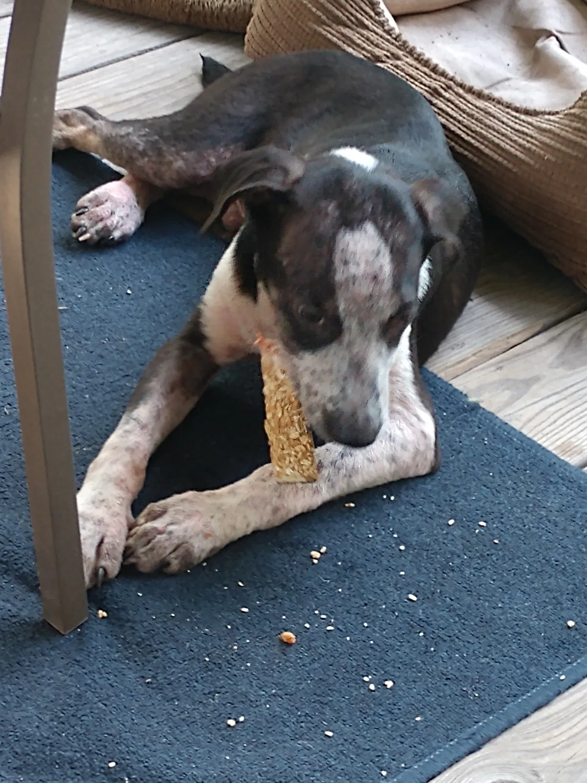 Found dog in Hot Springs National Park, AR, 71913