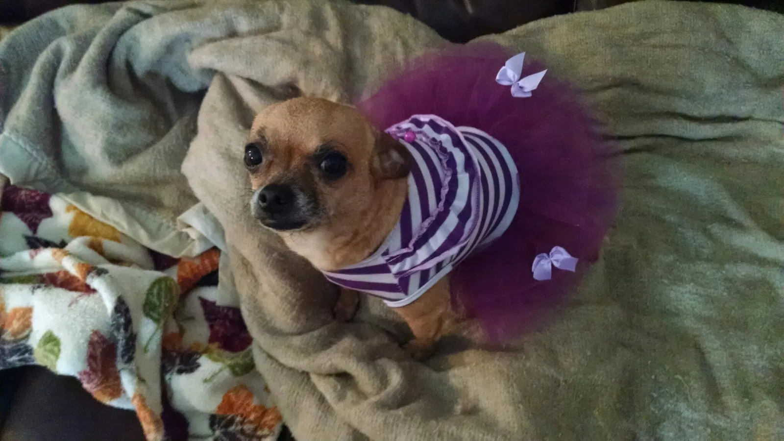 Lost dog in Sevierville, TN, 37876