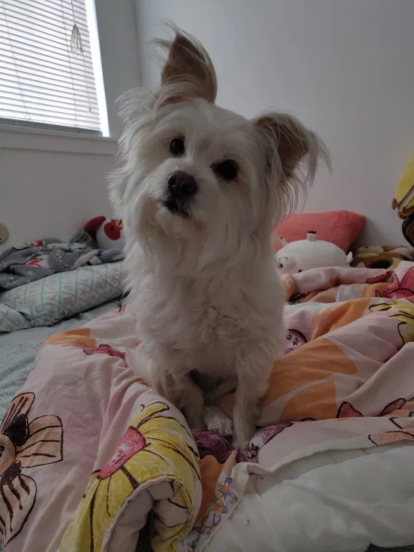Lost dog in La Puente, CA, 91744