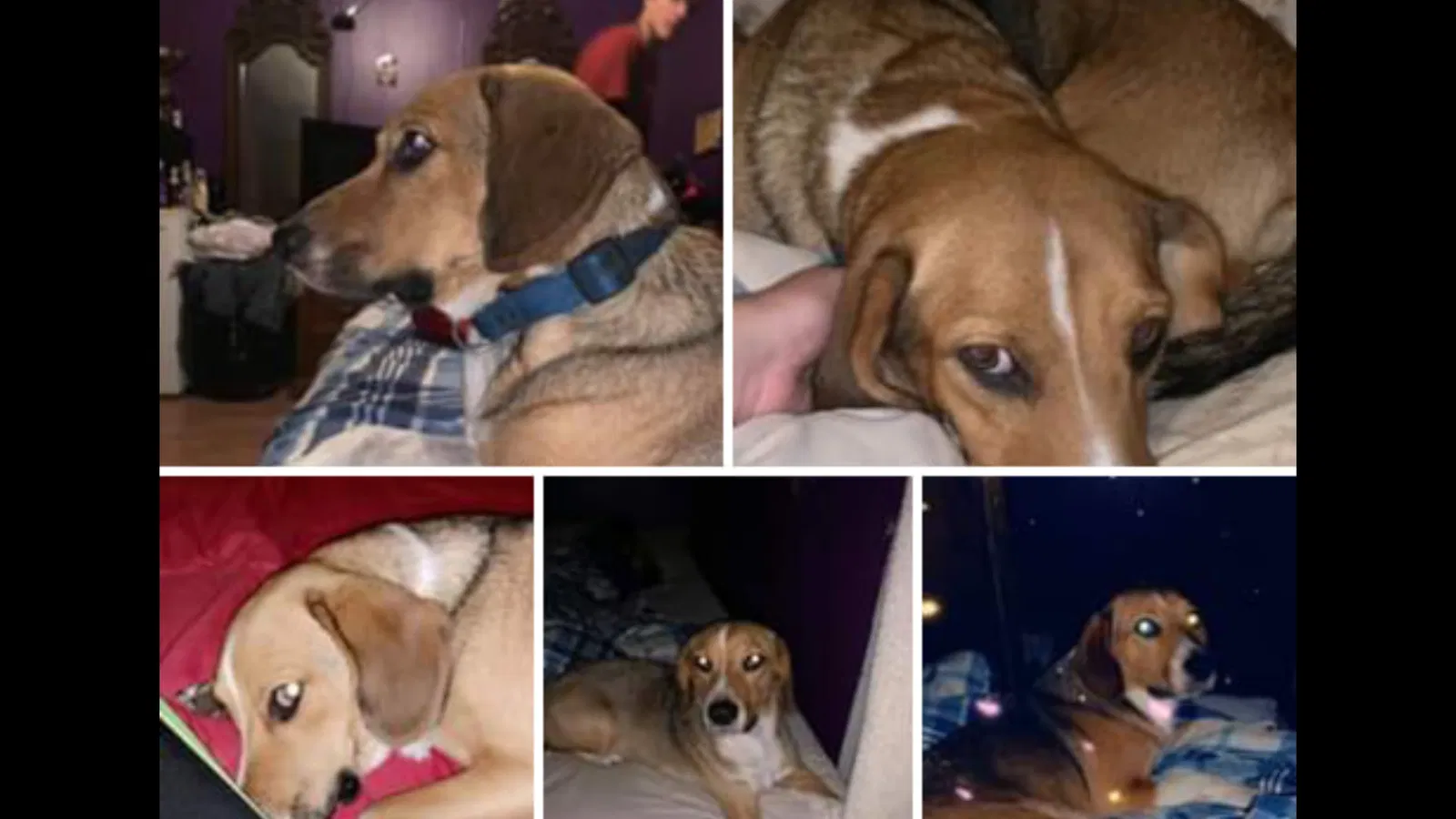 Lost dog in Goodlettsville, TN, 37072