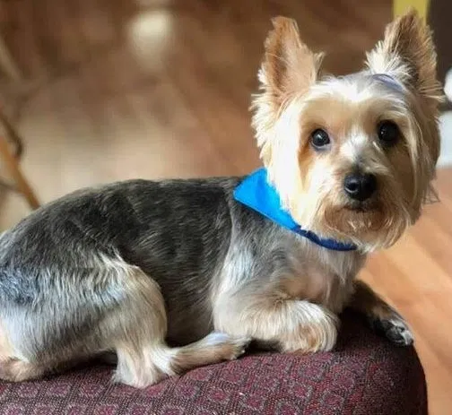 Lost dog in Chicago, IL, 60619