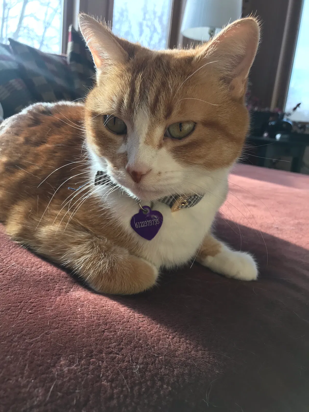 Lost cat in Osseo, MN, 55311