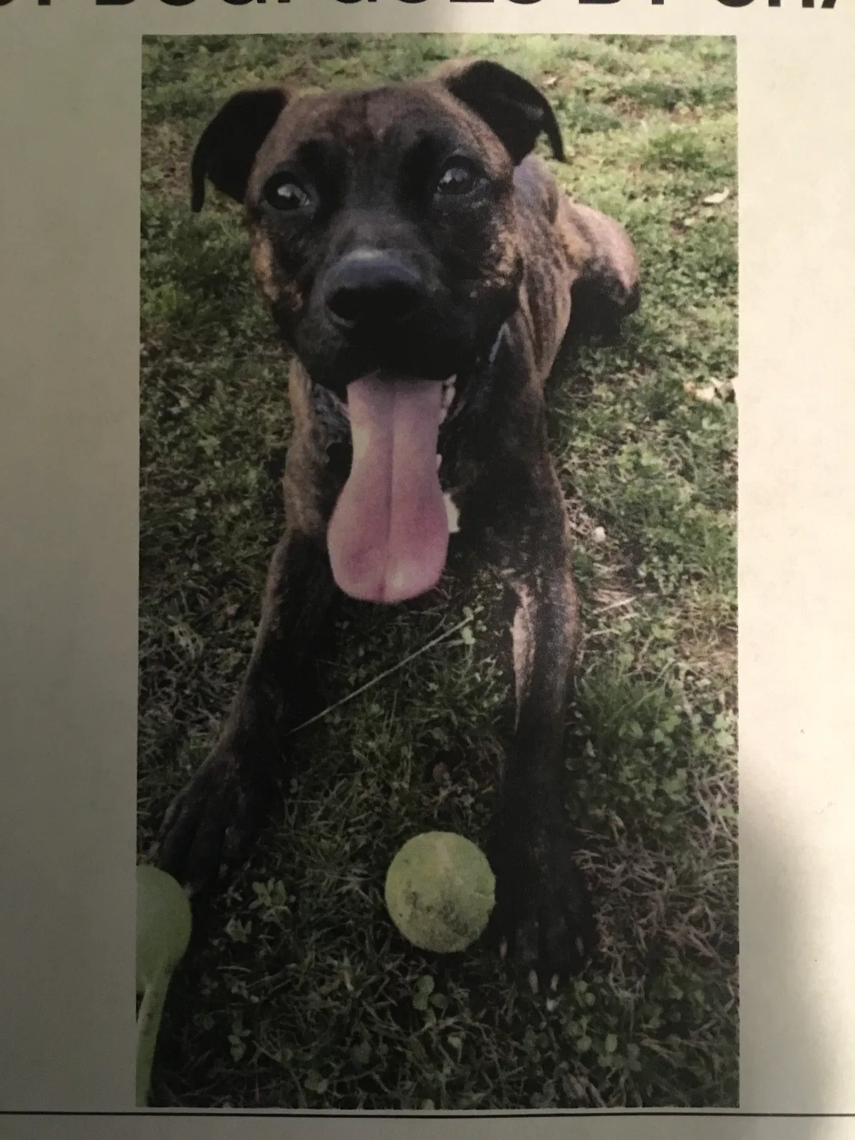Lost dog in Knoxville, TN, 37920