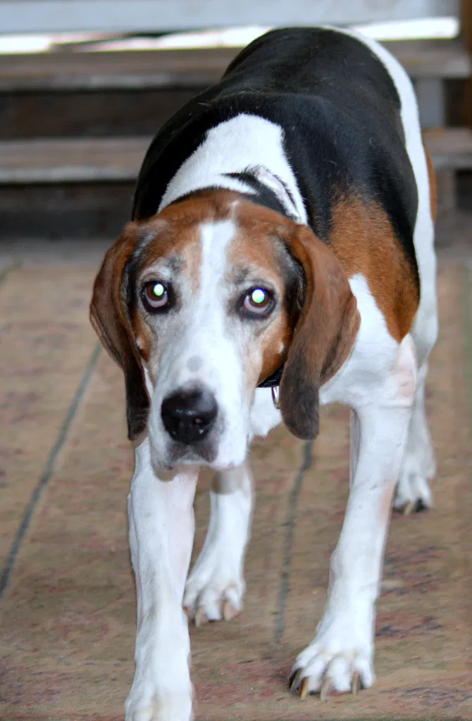 Lost dog in Hernando, FL, 34442