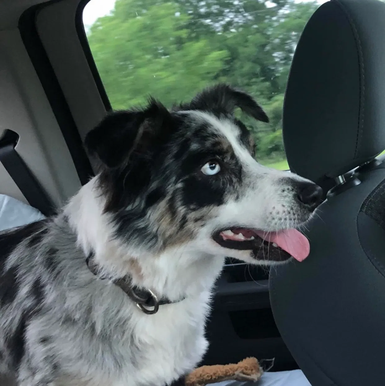 Lost dog in Lake Charles, LA, 70607