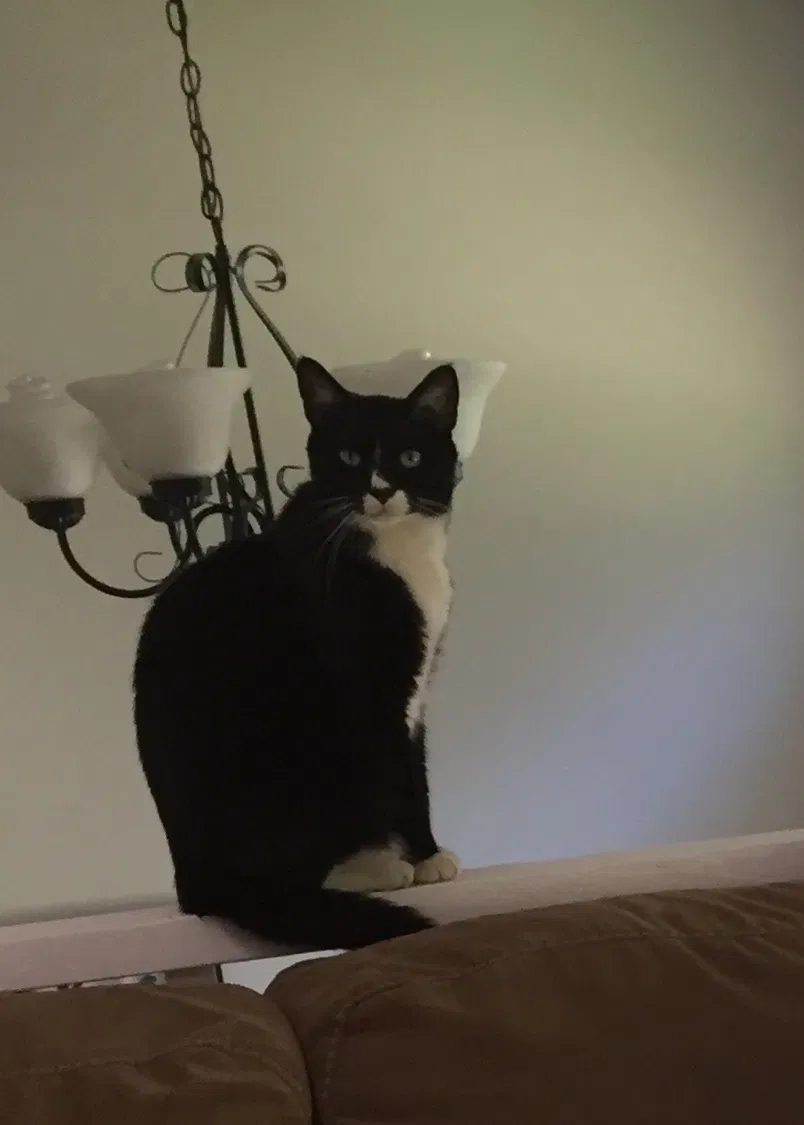 Lost cat in Marietta, GA, 30066