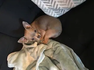 Lost dog in Big Rapids, MI, 49307