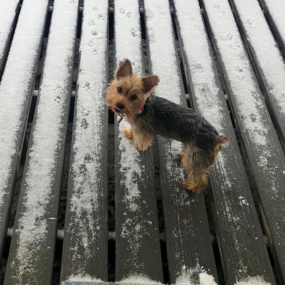 Lost dog in Blanchard, OK, 73010