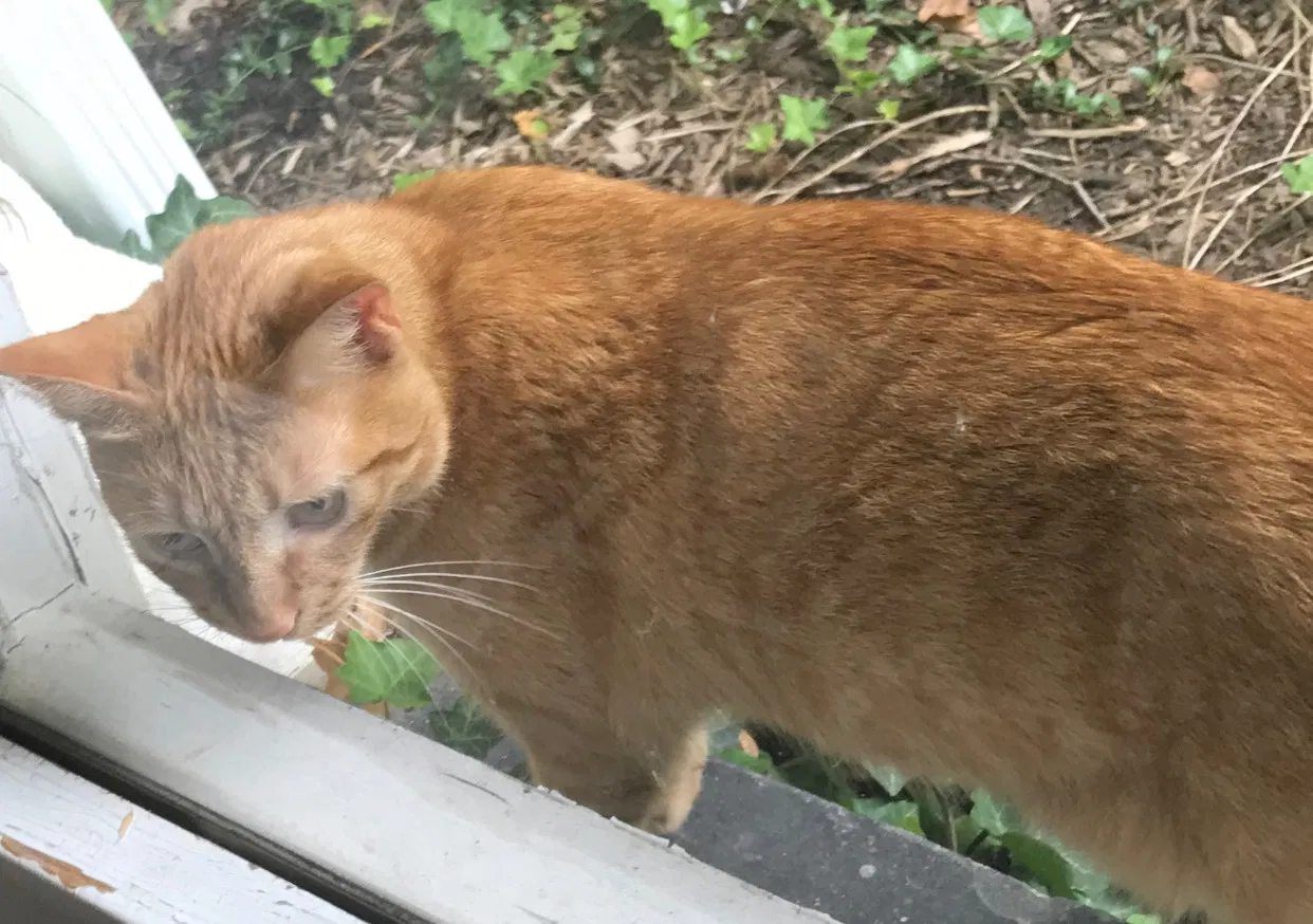 Lost cat in Cleveland, OH, 44120