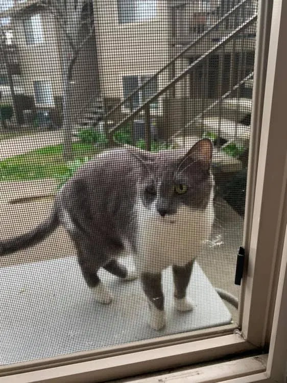 Lost cat in Sacramento, CA, 95842