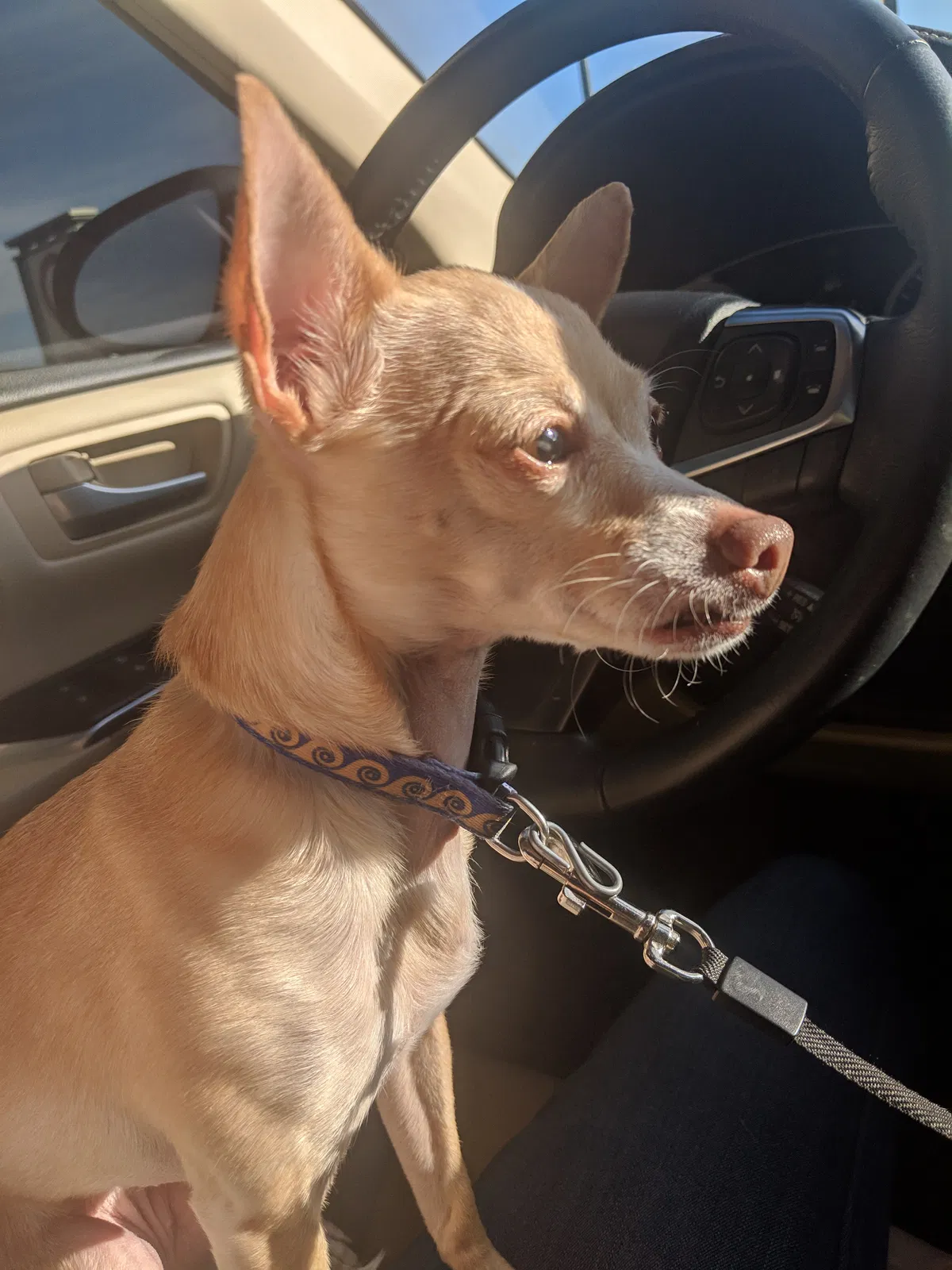 Lost dog in Broomfield, CO, 80020