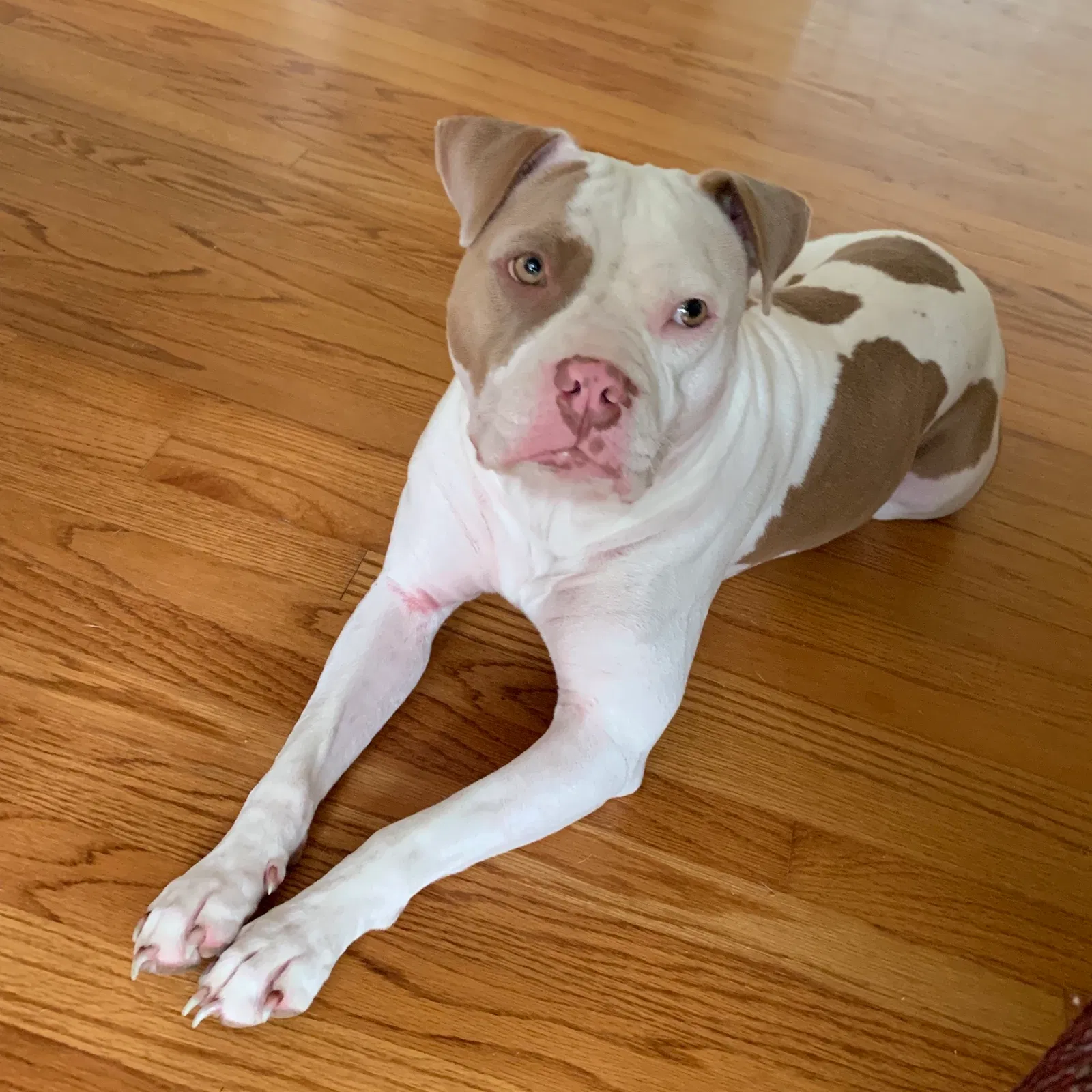 Lost dog in Alexandria, LA, 71301
