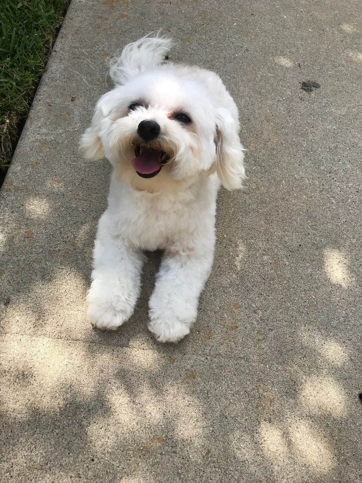 Lost dog in Pacoima, CA, 91331