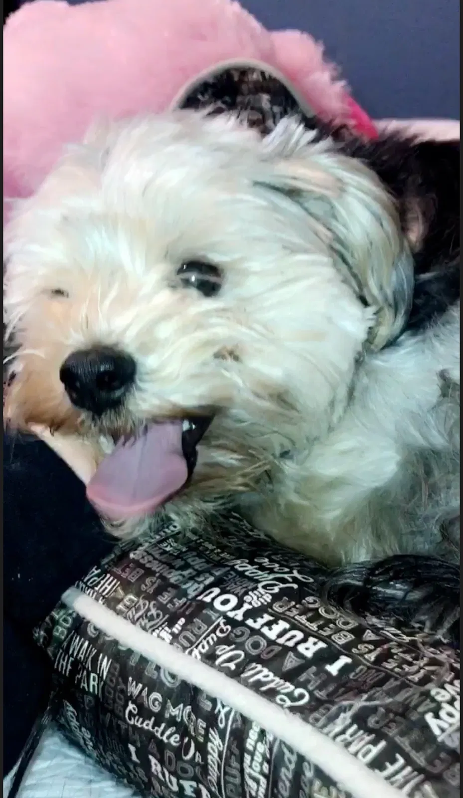 Lost dog in Denton, TX, 76208