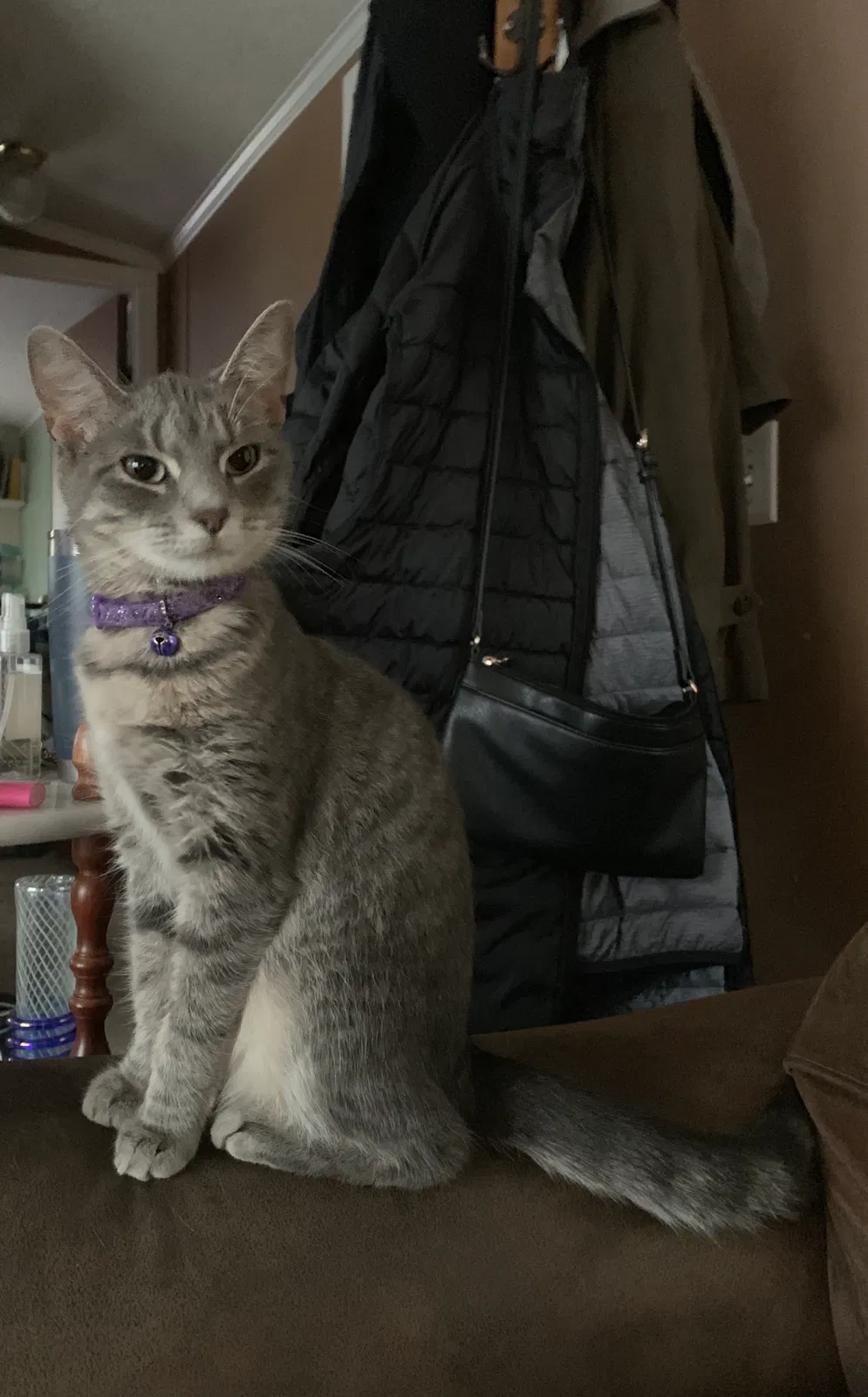 Lost cat in Lancaster, OH, 43130