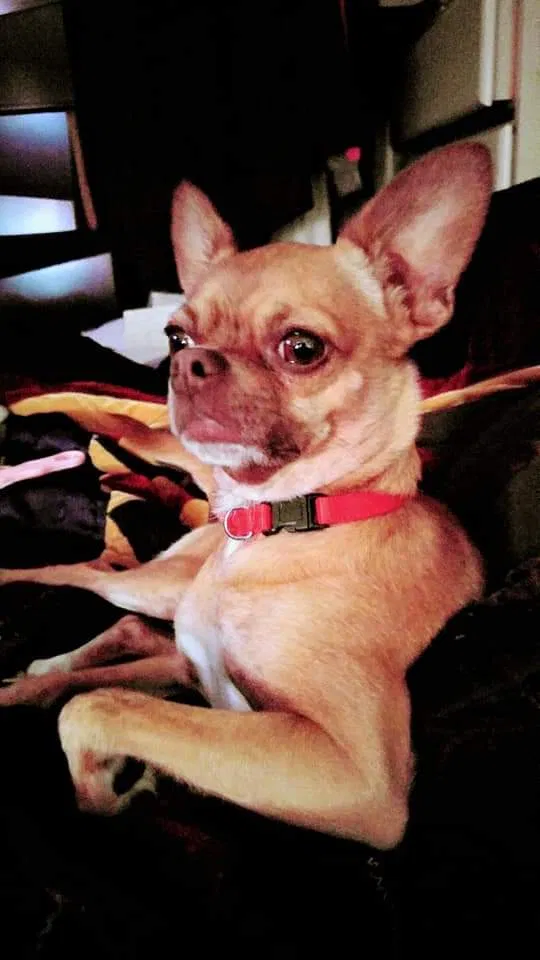 Lost dog in Tampa, FL, 33603