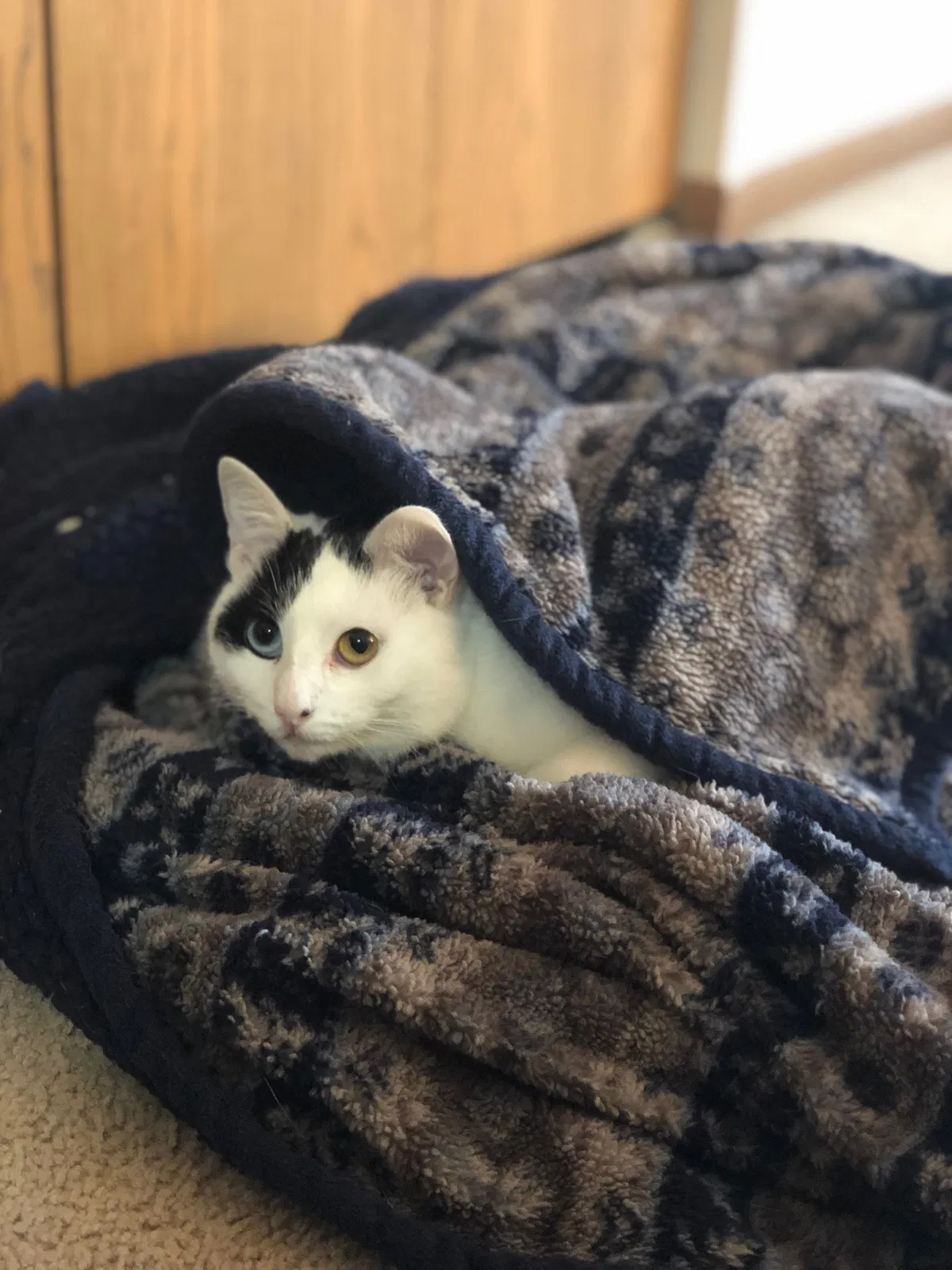 Lost cat in Columbus, OH, 43228