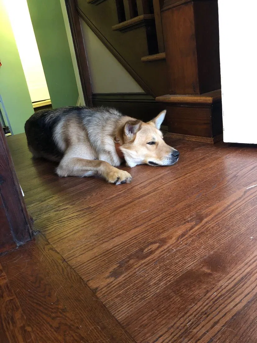 Lost dog in Columbus, OH, 43213