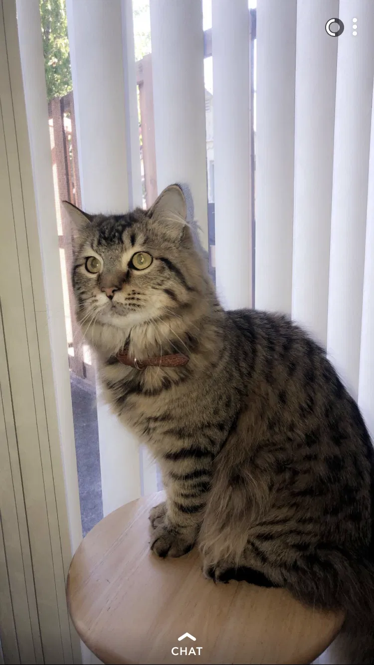 Lost cat in Cheney, WA, 99004