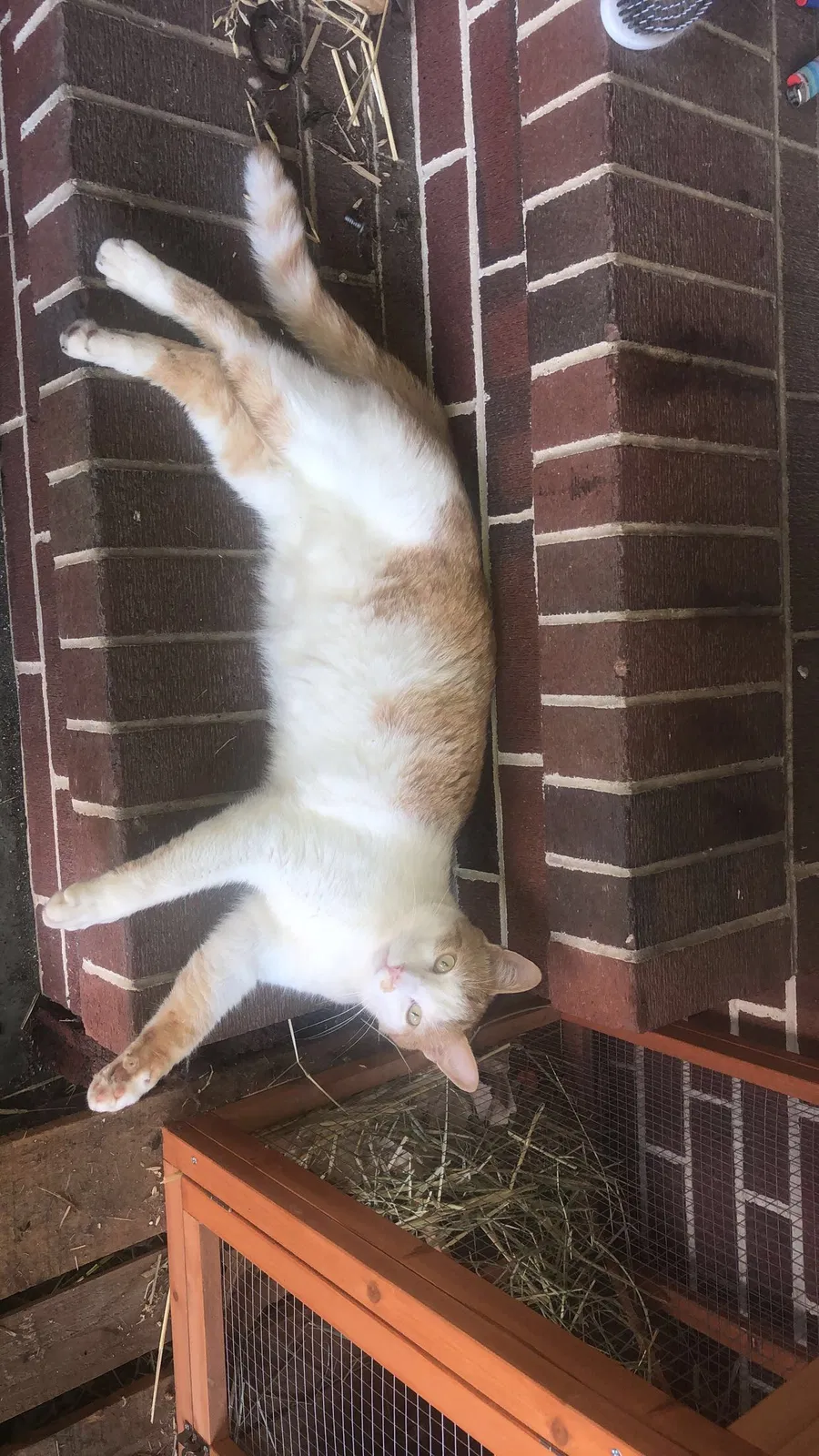 Lost cat in Emporia, VA, 23847