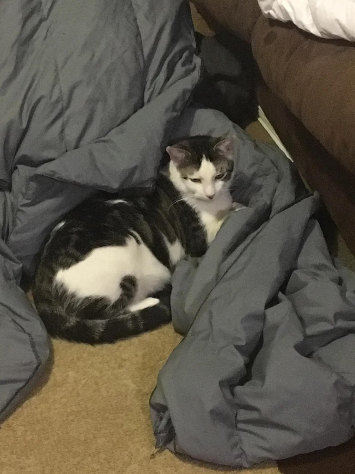 Lost cat in Buckley, WA, 98321