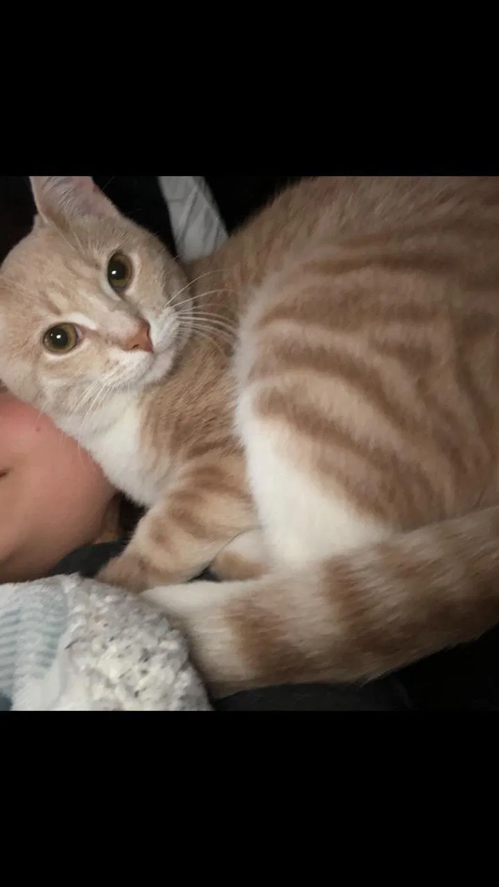 Lost cat in King Of Prussia, PA, 19406
