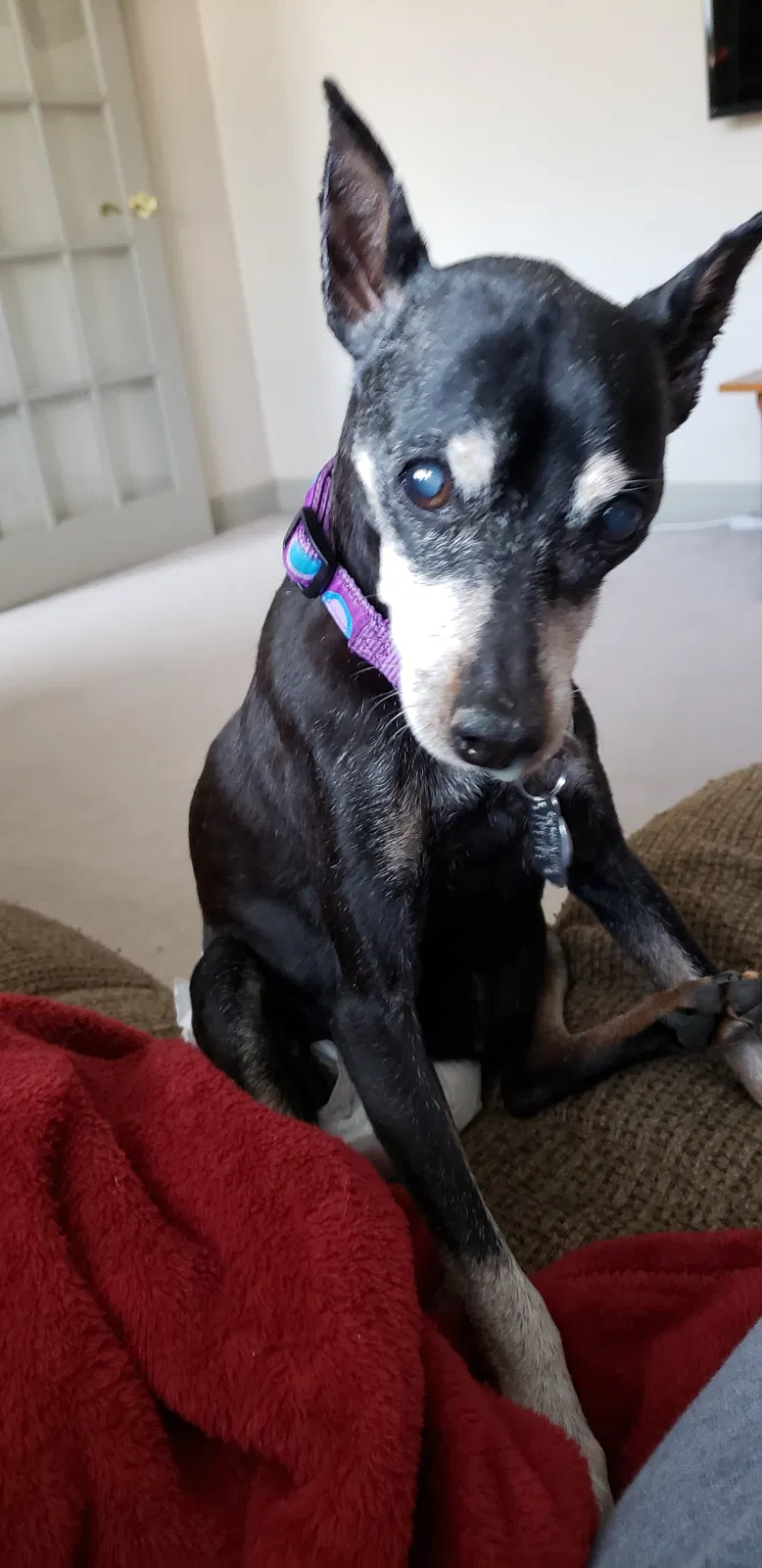 Lost dog in Mechanicsburg, PA, 17050